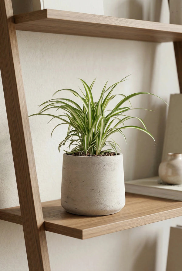 Grünlilie - Chlorophytum comosum 'Variegatum'