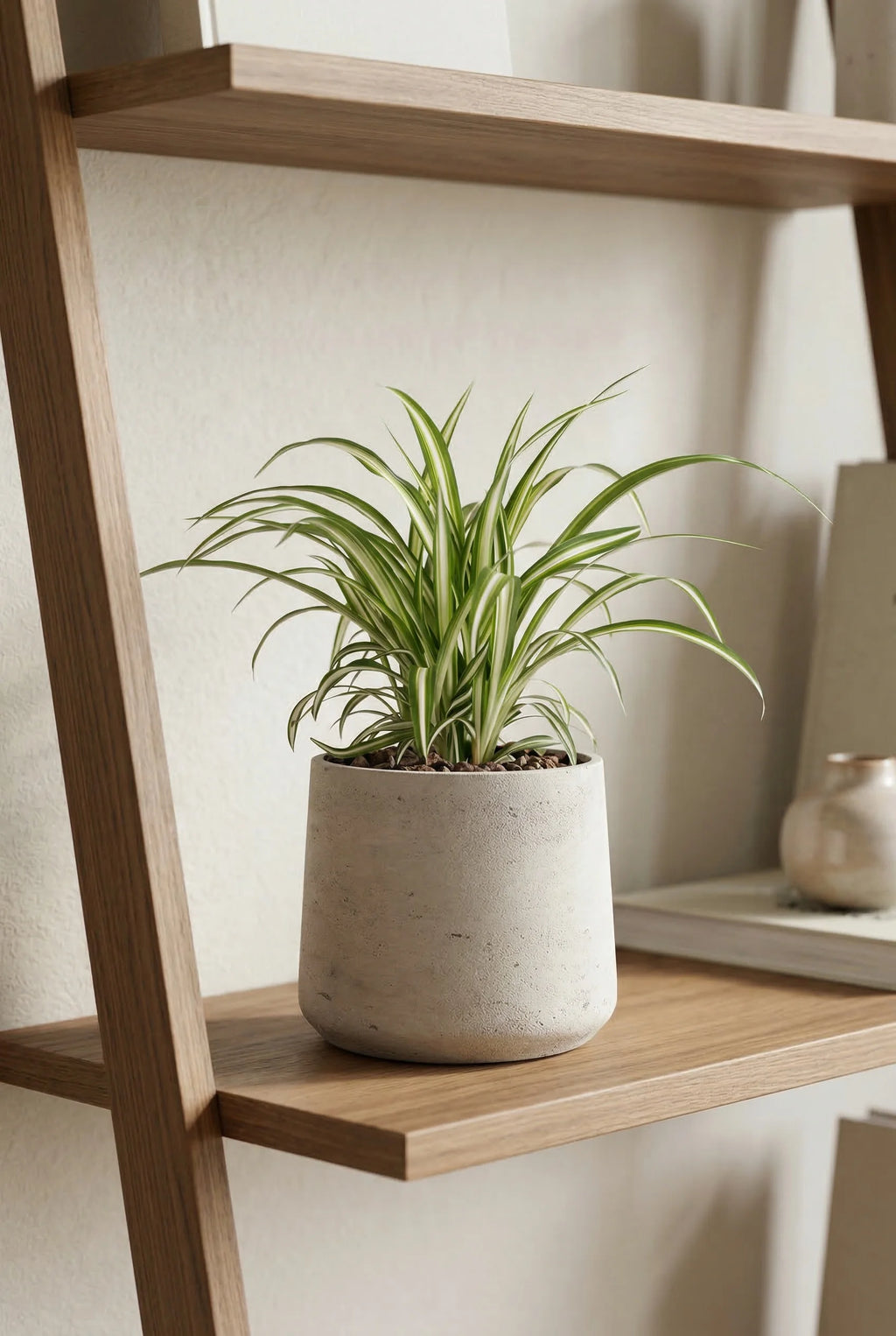 bauhaus grünlilie Chlorophytum comosum Variegatum - Grünlilie - H: 25 cm