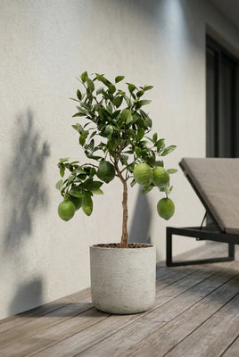 Citrus limon - Zitronenbaum