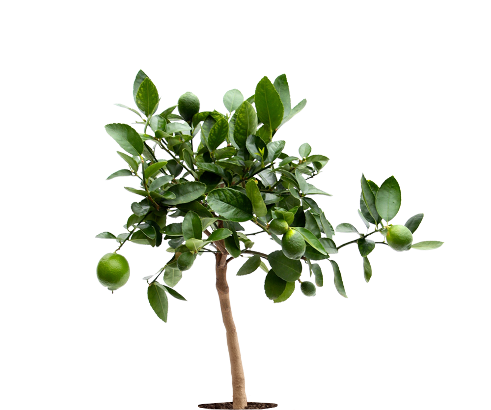 Limettenbaum Ø:22 H:80 cm