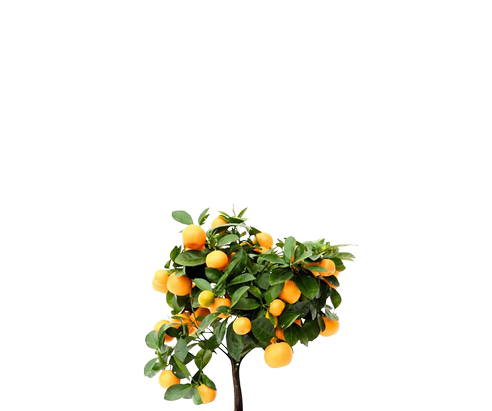 Citrus Calamondin - Calamondin Orange