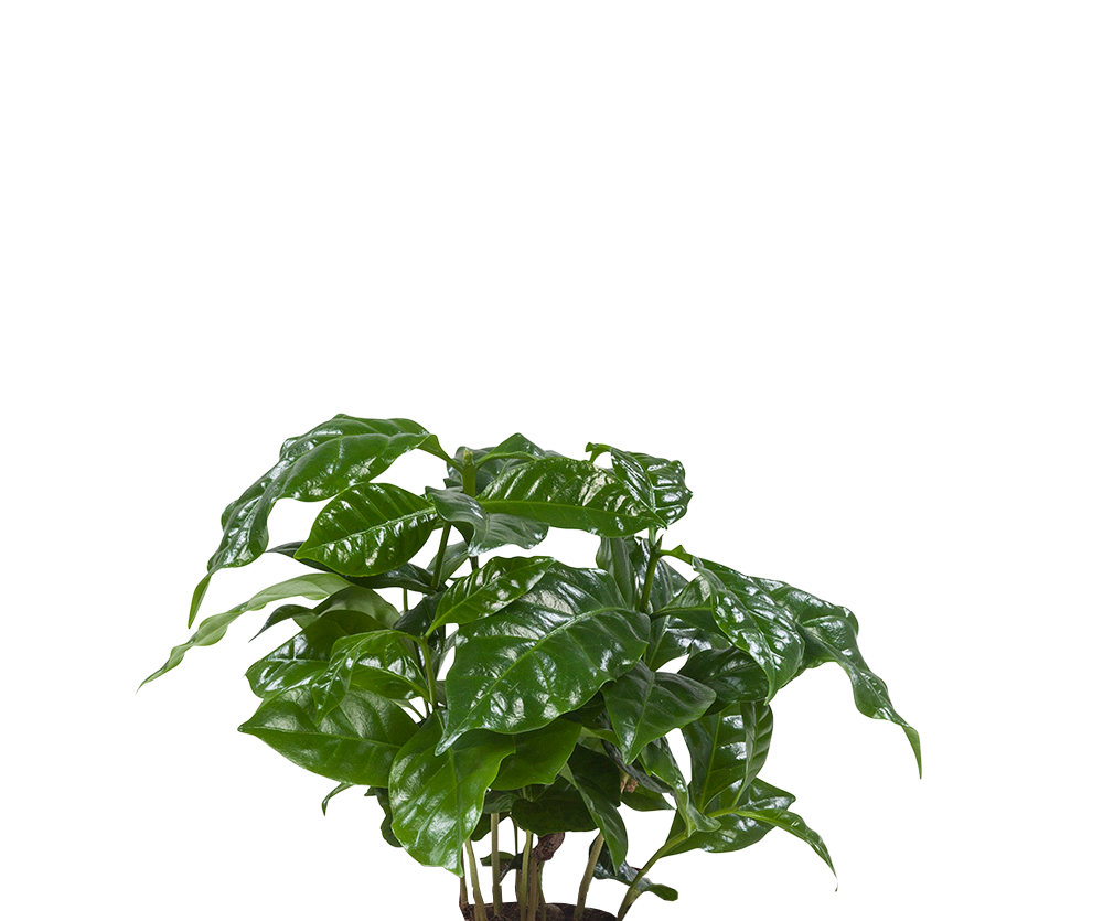 Coffea Arabica – Echte Kaffeepflanze Ø:12 H:25 cm