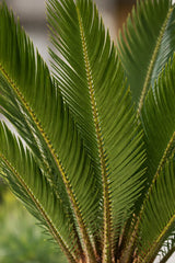 Cycas revoluta - Japanische Sagopalme - Finestgreen