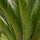 Cycas revoluta - Japanische Sagopalme - Finestgreen