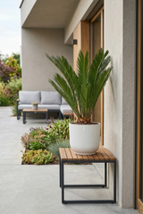 Cycas revoluta - Japanische Sagopalme - Finestgreen