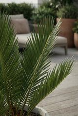 Cycas Revoluta – Japanische Sagopalme Ø:12 H:40 cm Finestgreen 