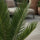 Cycas Revoluta – Japanische Sagopalme Ø:12 H:40 cm Finestgreen 