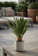Cycas Revoluta – Japanische Sagopalme Ø:12 H:40 cm Finestgreen 
