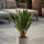 Cycas Revoluta – Japanische Sagopalme Ø:12 H:40 cm Finestgreen 