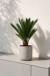 Cycas Revoluta – Japanische Sagopalme