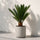 Cycas Revoluta – Japanische Sagopalme