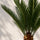 Cycas Revoluta – Japanische Sagopalme