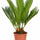 Cycas Revoluta – Japanische Sagopalme