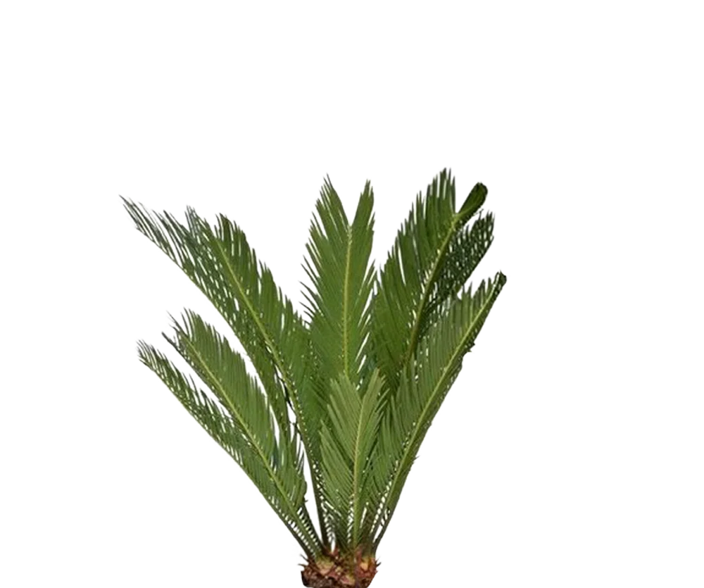 Cycas revoluta - Japanische Sagopalme