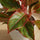 Decorum Aglaonema Crete Ø:12 H:25 cm Finestgreen 