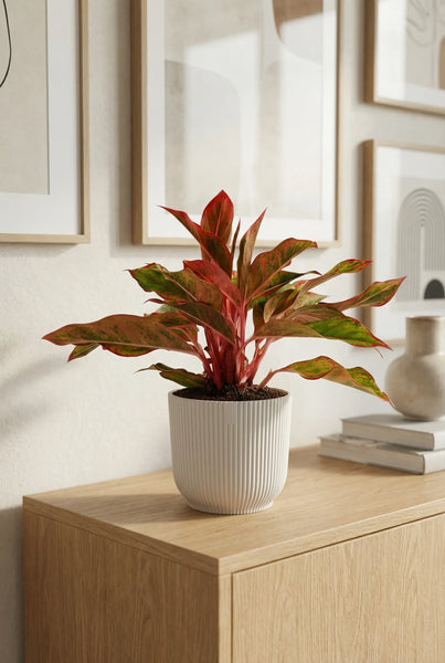 Aglaonema Crete – Rotblatt 25 cm