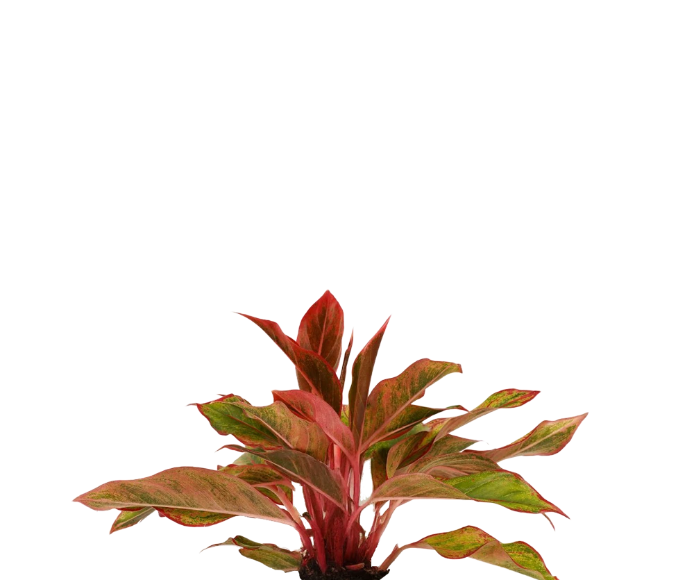 Decorum Aglaonema Crete