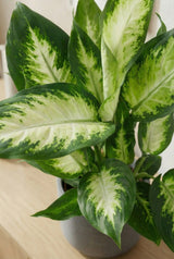 Dieffenbachia Camilla - Schmuckblatt Ø:12 H:35 cm Finestgreen 