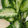 Dieffenbachia Camilla - Schmuckblatt Ø:12 H:35 cm Finestgreen 
