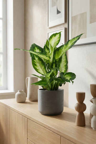 dieffenbachia camilla pflege Dieffenbachia Camilla
