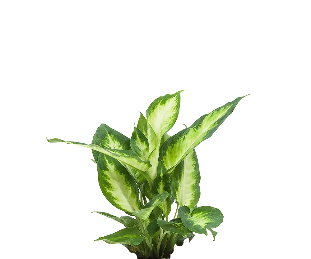 Dieffenbachia Camilla - Schmuckblatt