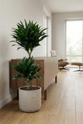 Dracaena Compacta - Drachenbaum