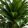 Dracaena Compacta - Drachenbaum - Finestgreen