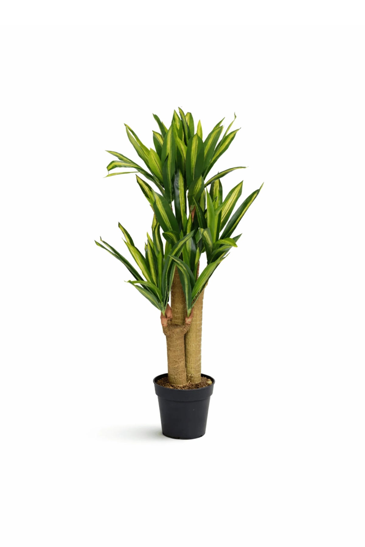 Dracena Drachenbaum Künstlich H: 120cm - Künstliche Pflanzen