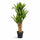 Dracaena Drachenbaum Künstlich H: 120cm - Finestgreen