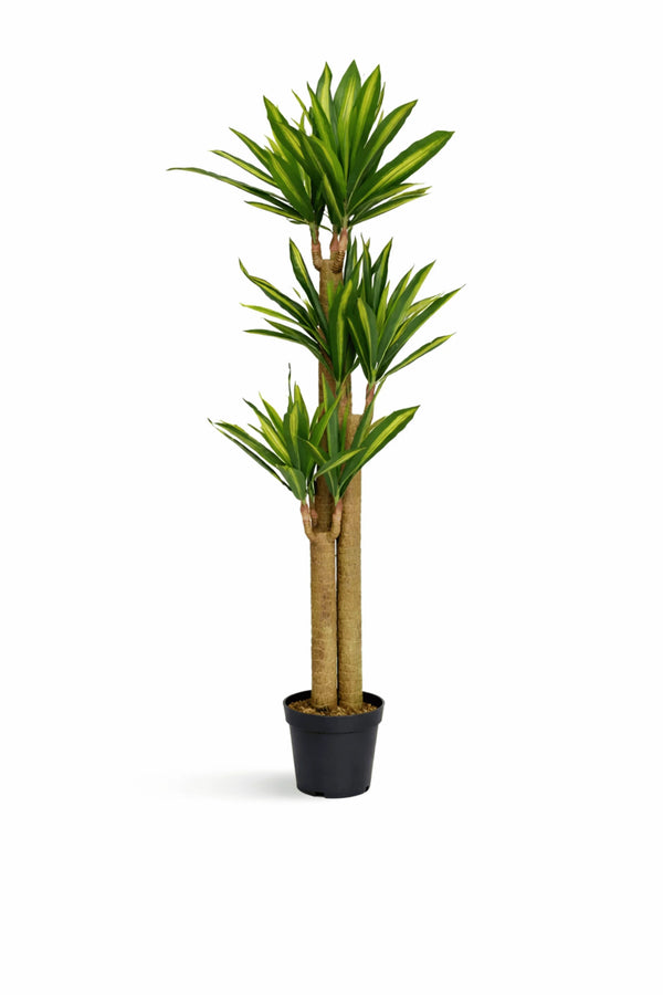 Dracaena Drachenbaum Künstlich H: 180cm