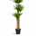 Dracaena Drachenbaum Künstlich H: 180cm - Finestgreen