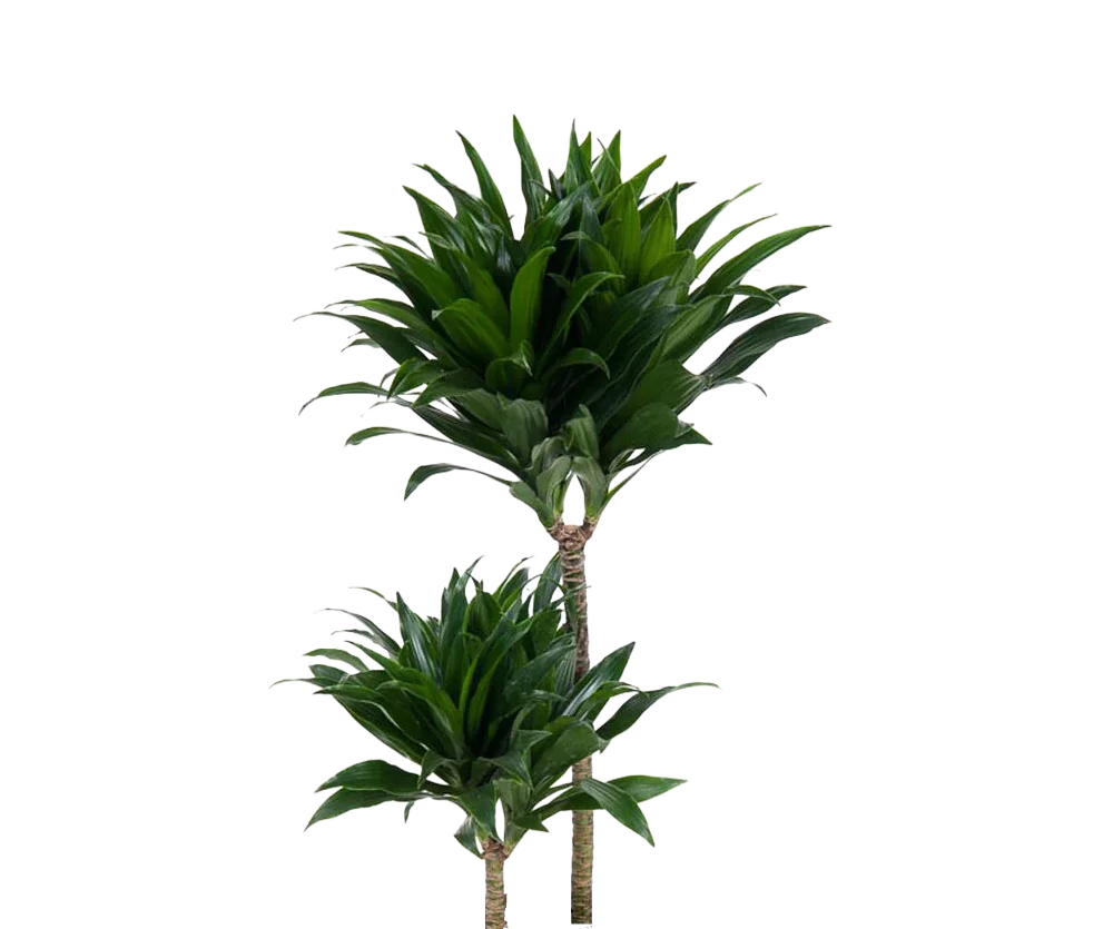 Dracaena Compacta - Drachenbaum