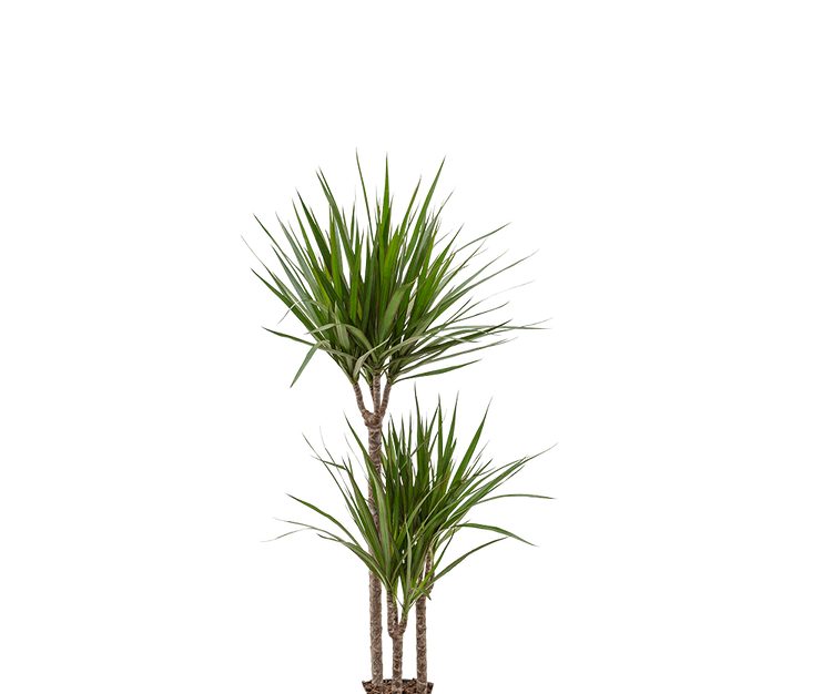 Drachenbaum - Dracaena Marginata Ø:19 H:100 cm