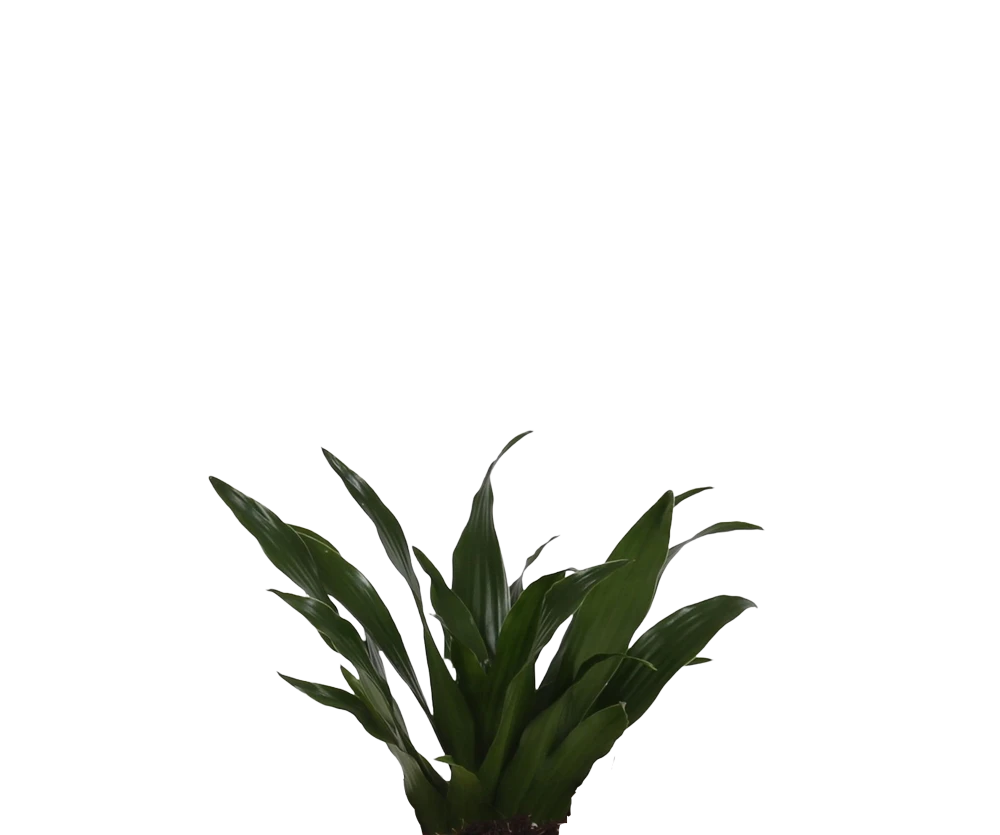 Dracaena compacta - Drachenbaum