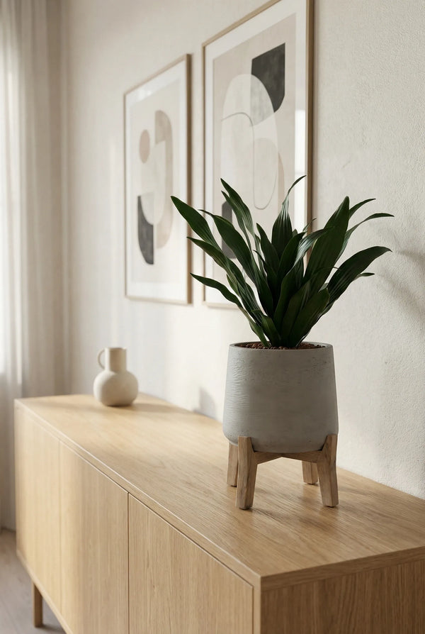 Drachenbaum - Dracaena Compacta