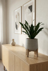 Dracaena compacta - Drachenbaum Ø:12 H:25 cm Finestgreen 