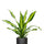 Drachenbaum - Dracaena fragrans Burley Ø:24 H:90 cm