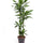 Drachenbaum (Dracaena 'Janet Lind') im Kulturtopf Ø 27 cm, ca. 140 cm hoch – freigestellt