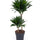 Drachenbaum (Dracaena fragrans 'Compacta') im Kulturtopf Ø 19 cm, ca. 80 cm hoch – freigestellt