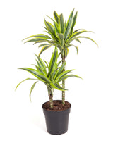 Drachenbaum (Dracaena fragrans 'Lemon Lime') im Kulturtopf Ø 19 cm, ca. 100 cm hoch – freigestellt