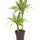 Drachenbaum (Dracaena fragrans 'Lemon Lime') im Kulturtopf Ø 19 cm, ca. 100 cm hoch – freigestellt