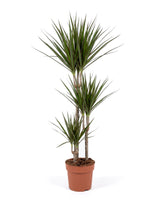Drachenbaum (Dracaena marginata) im Kulturtopf Ø 21 cm, ca. 120 cm hoch – freigestellt