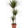 Drachenbaum (Dracaena marginata) im Kulturtopf Ø 21 cm, ca. 120 cm hoch – freigestellt
