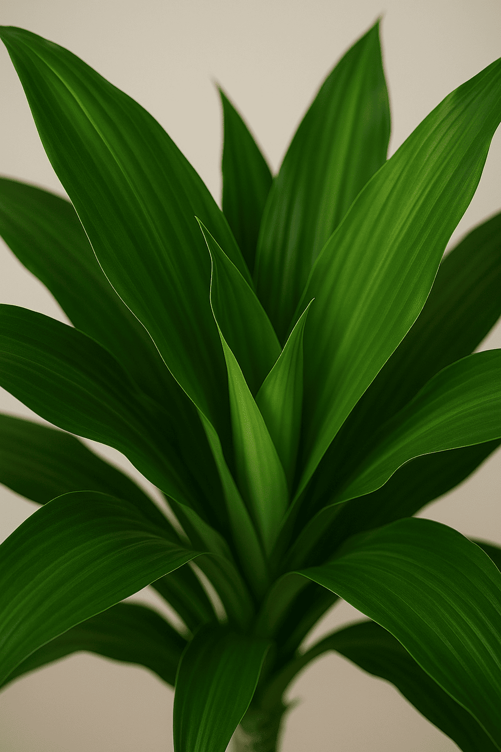 drachenbaum janet craig Dracaena Janet Craig - Drachenbaum Ø:19 H:90 cm