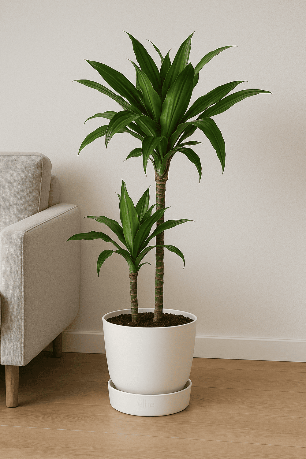 Dracaena Janet Craig - Drachenbaum Ø:19 H:90 cm