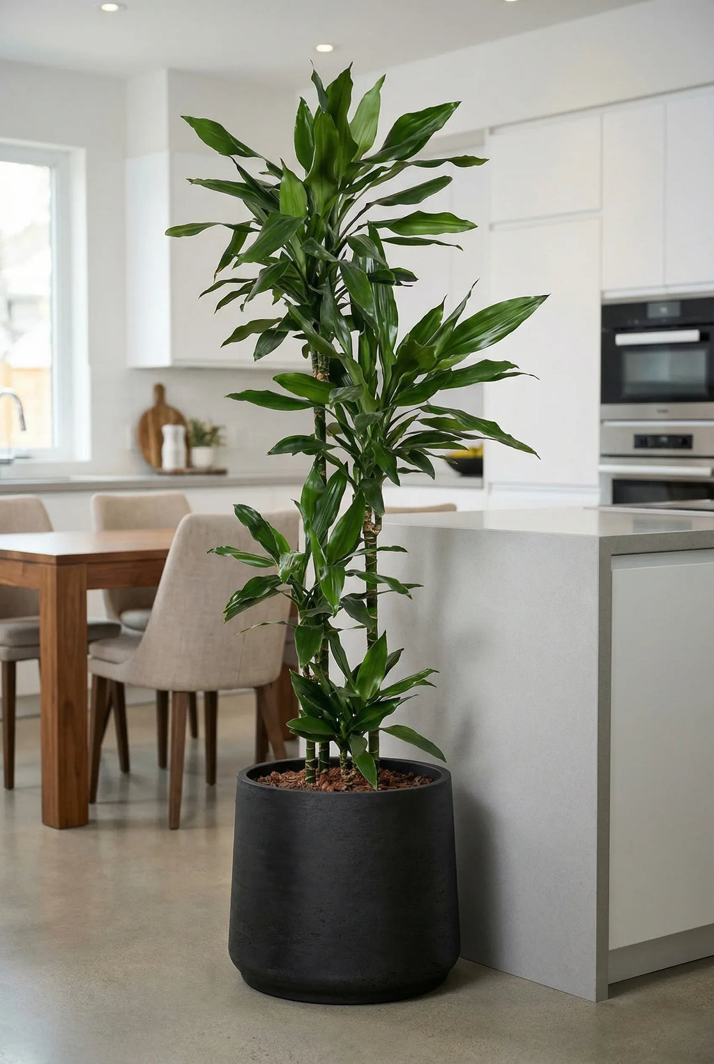 Drachenbaum kaufen - Dracaena Janet Lind Zimmerpflanze Ø:27 H:140 cm