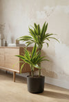 Drachenbaum - Dracaena Lemon Lime Ø:19 H:100 cm