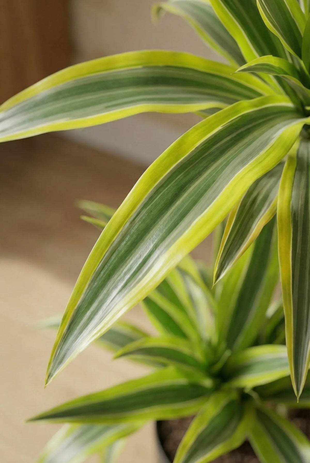 Drachenbaum kaufen - Dracaena Lemon Lime Zimmerpflanze Ø:19 H:100 cm