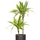 Drachenbaum - Dracaena Lemon Lime Ø:19 H:100 cm