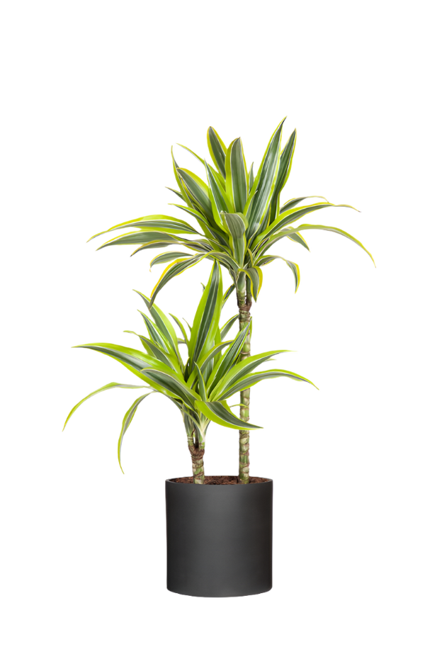 Drachenbaum - Dracaena Lemon Lime Ø:19 H:100 cm